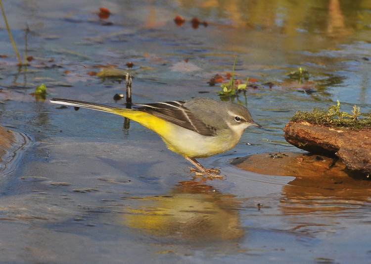 Ballerina gialla - Motacilla cinerea